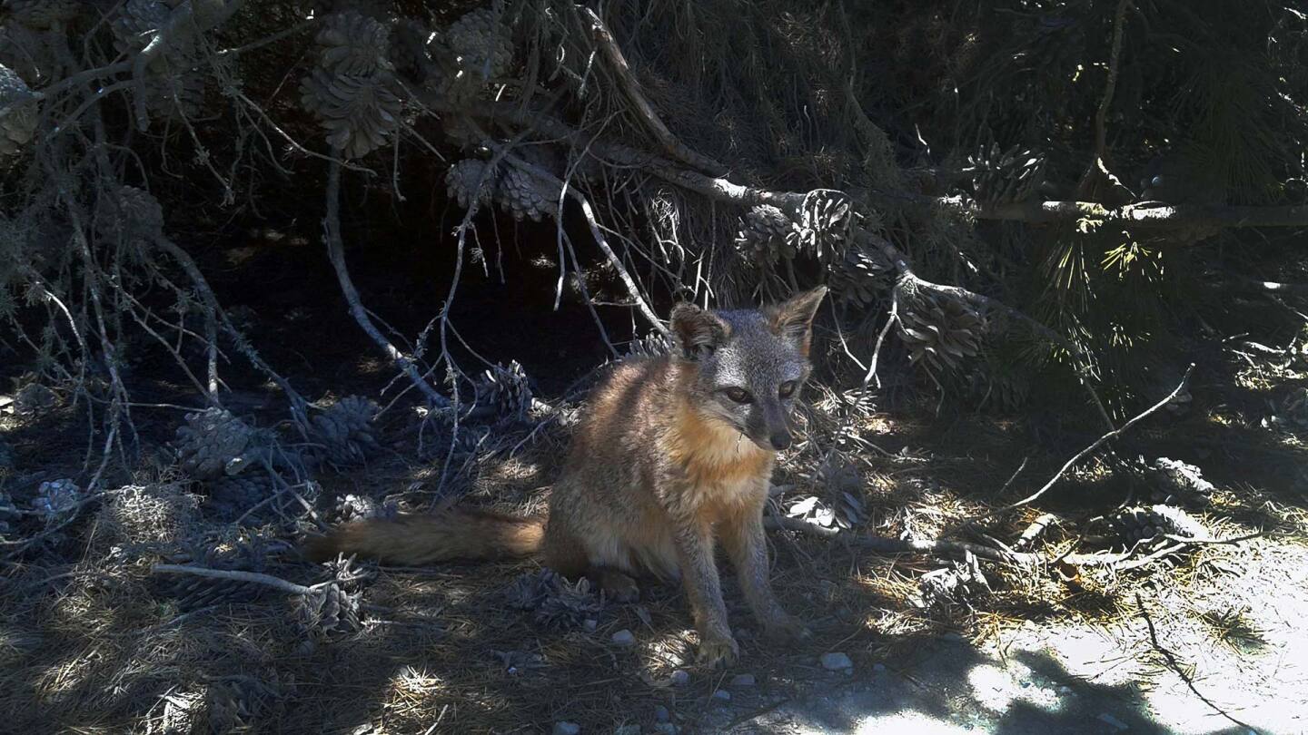 foxes