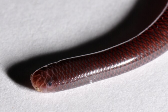 brahminy-blind-snake-3-18-16.jpg