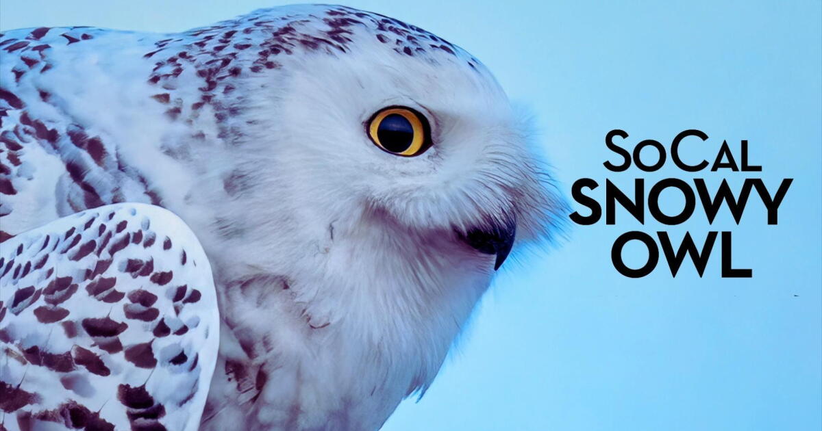 Stream SoCal Snowy Owl Seasons & Full Episodes | PBS SoCal