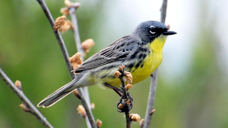 The decline of bird populations and why humans should care
