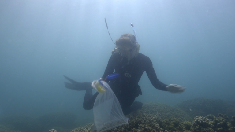 Scientists Breed a New Generation of "Super Corals"