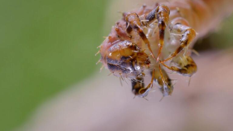 How Carnivorous Caterpillars Attack Their Prey