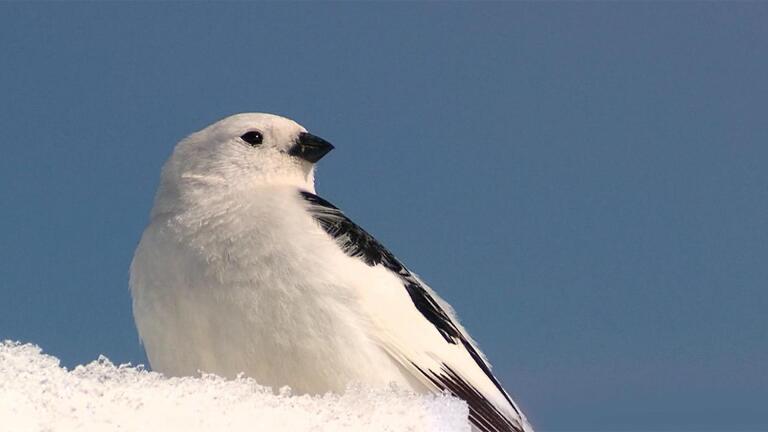 Snow Bunting