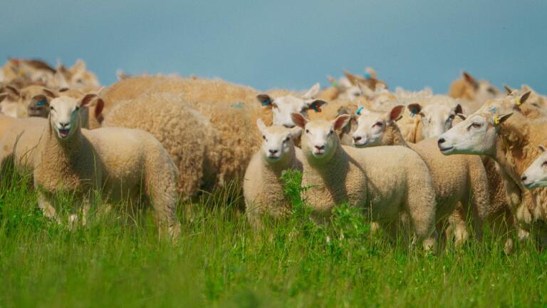 Shear Force: How Sheep Reshaped Scotland