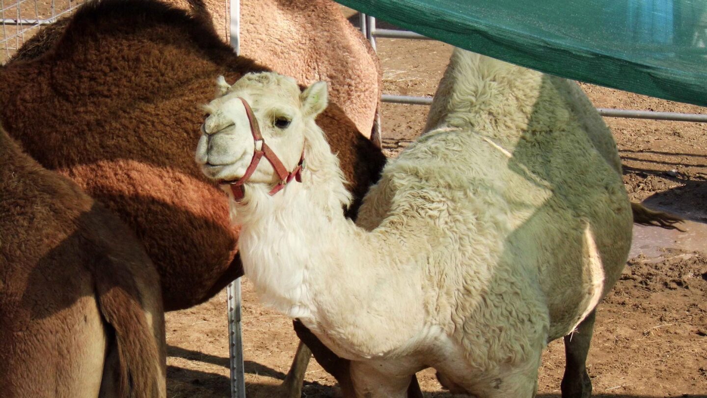 riverside fair