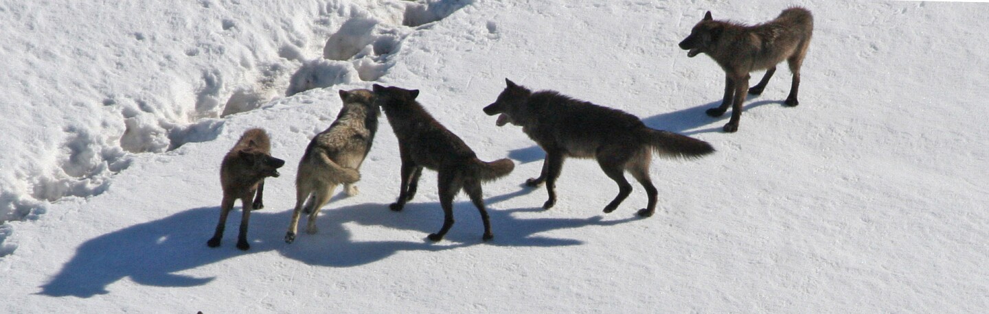 The Gibbon wolf pack pauses in the snowy Yellowstone landscape. | Photo: Doug Smith/NPS
