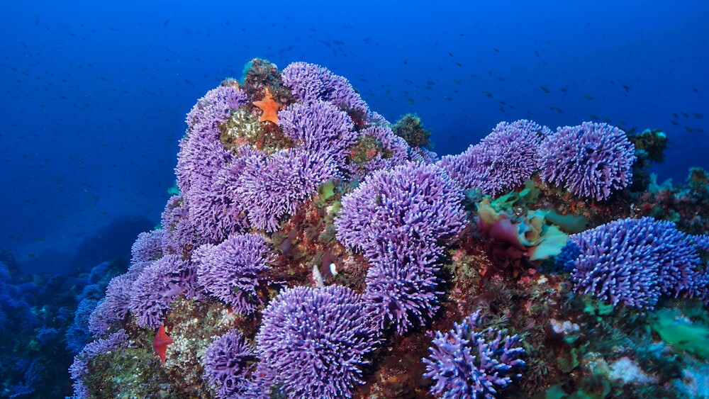 Purple hydrocoral with orange sea star and fish | Photo: Gabriel Lu, Ocean Safari