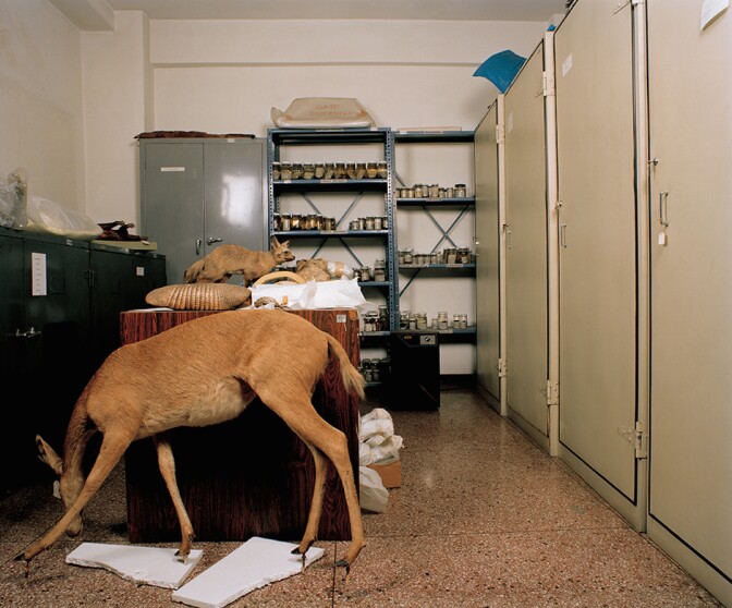 Ángela Bonadies, "Gato Doméstico" from the series "Las personas y las cosas / People & Things," 2006-2010, 44" x 51", C-print. Photo: Courtesy of the artist.