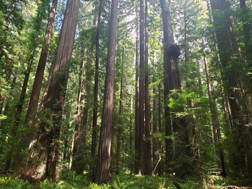 Sunlight shines through a forest of narrow redwood tree trunks, surrounded by lush greenery