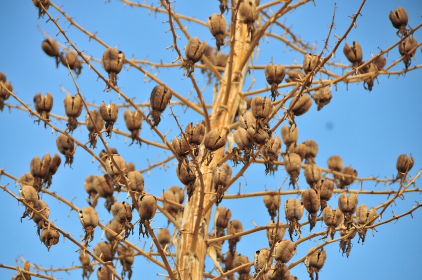 Plants at the Tajuna Wash.jpg