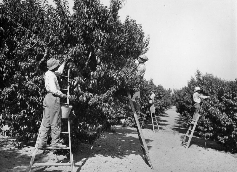 Workers on ladders are picking peaches in an orchard in the San Fernando Valley.