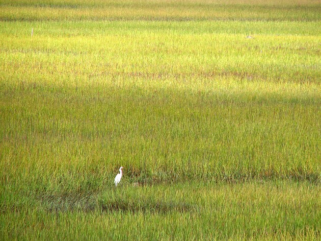 kendall-frost-mission-bay-marsh-reserve-thumb-630x472-92378