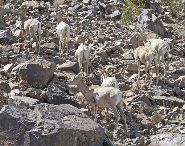 bighorn-mojave-10-31-13-thumb-600x474-62864