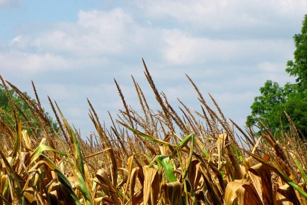 cornphoto-600