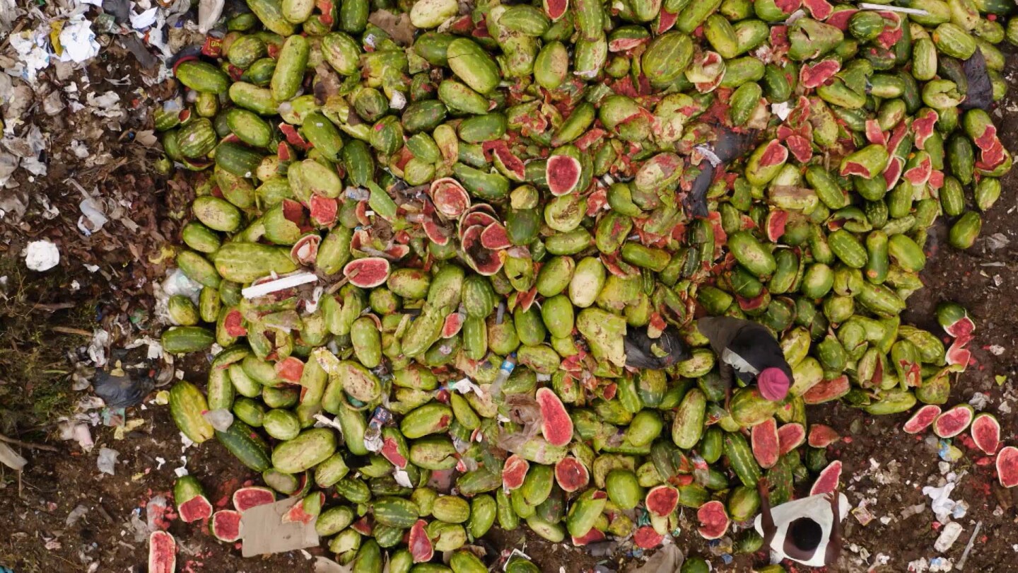 Discarded watermelons