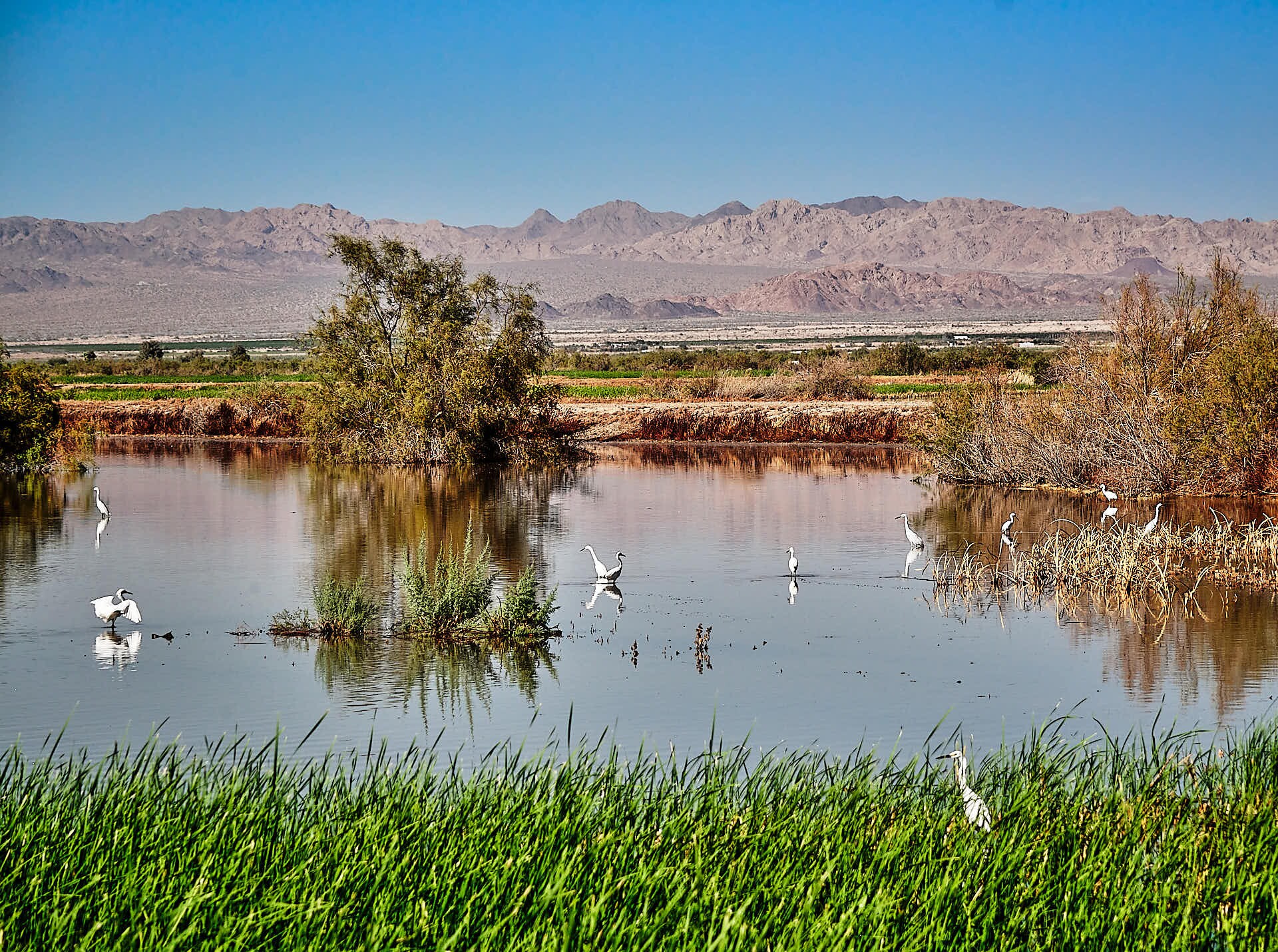 Wetland Habitat – Salton Sea, California – 2024