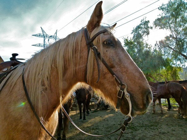 At the Circle K Riding Stables, horses look on for a rider, almost expectedly.