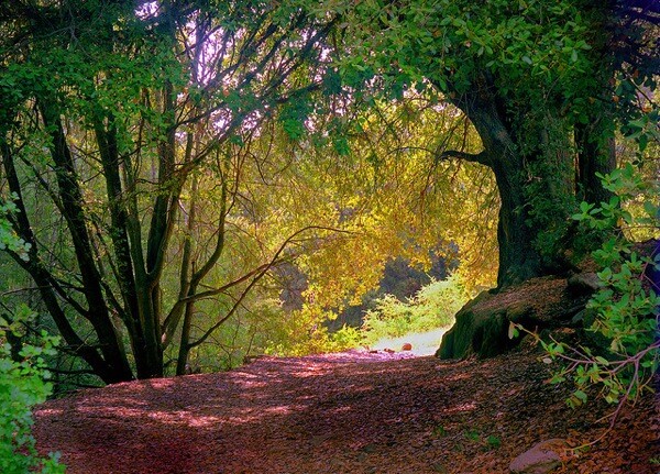 palomar-mountain-state-park
