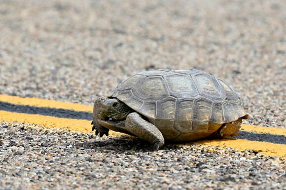 Desert tortoise crossing a paved road. | Photo: Courtesy David Lamfrom.