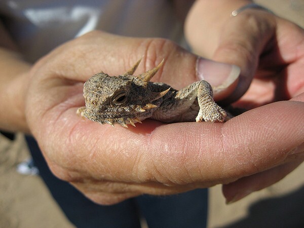 flat-tailed-horned-lizard-7-29-13-thumb-600x450-56651