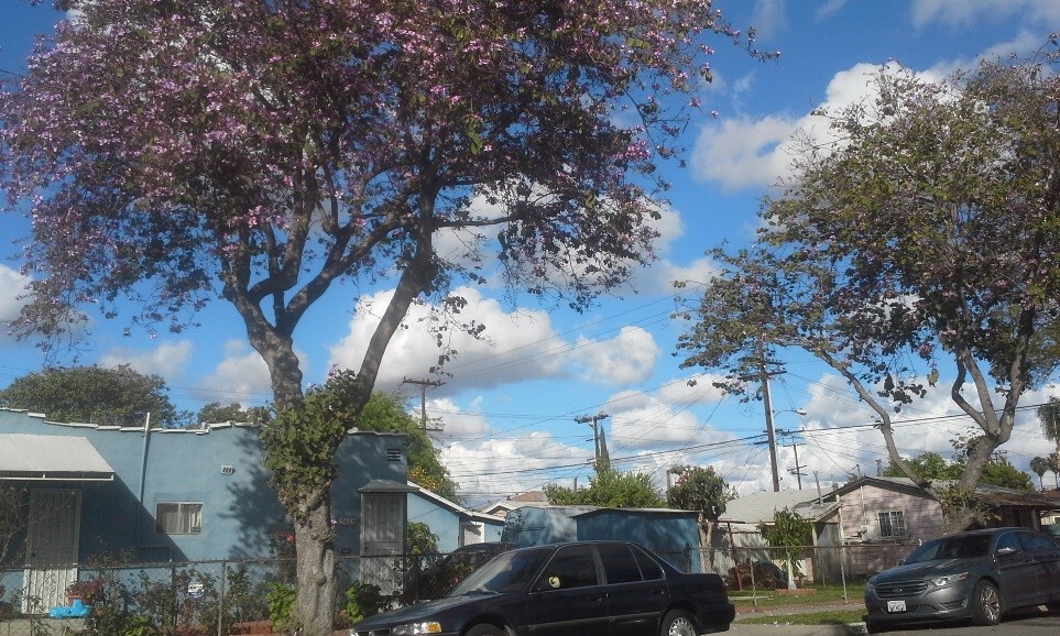 Jacarandas South LA