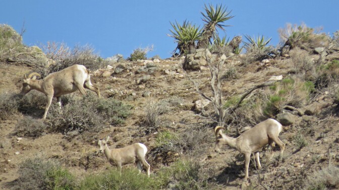 Desert bighorn sheep at the Whitewater Preserve | Photo: Brittany O'Connor, some rights reserved