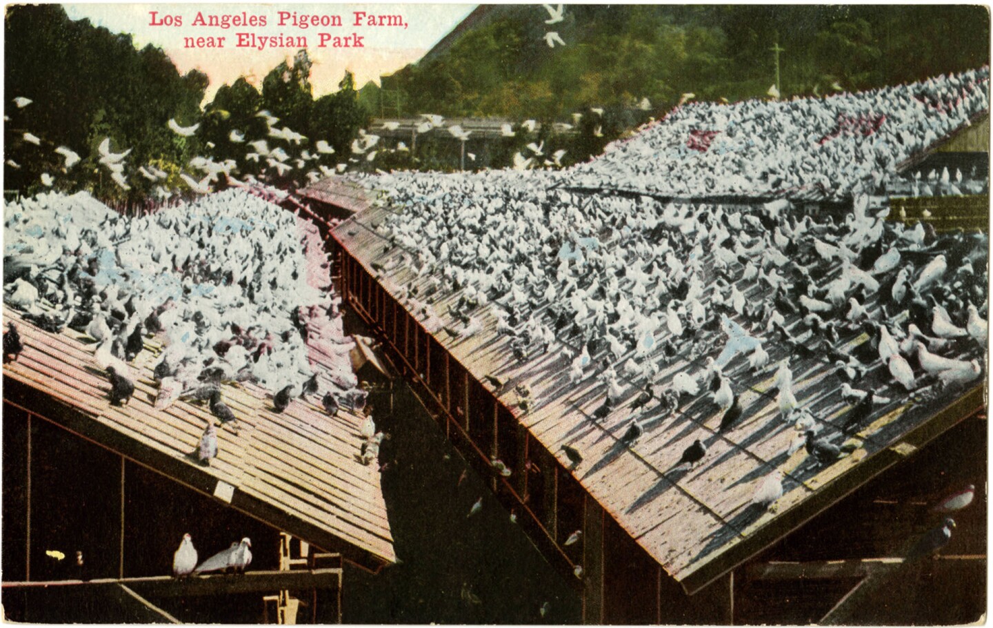 Pigeon Ranch postcard, circa 1910
