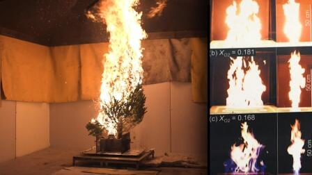 Sparking love for science by studying Christmas trees burn