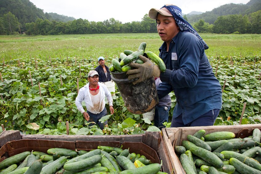 Migrant workers load cucumbers into a truck in Blackwater, Virginia. | Bread of the World/Creative Commons