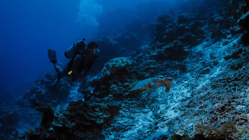 MacGillivray Freeman's Coral Reef Adventure