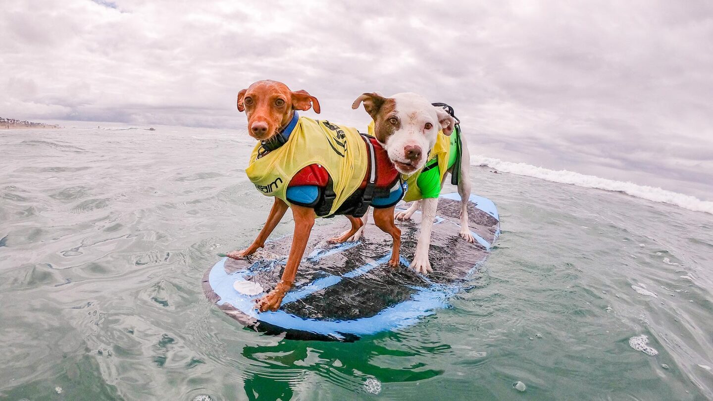 Two dogs standing on a surfboard in the water pose for a picture