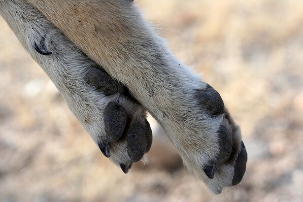 Shot and hung on a barbed wire fence in Nevada | Chris Clarke photo