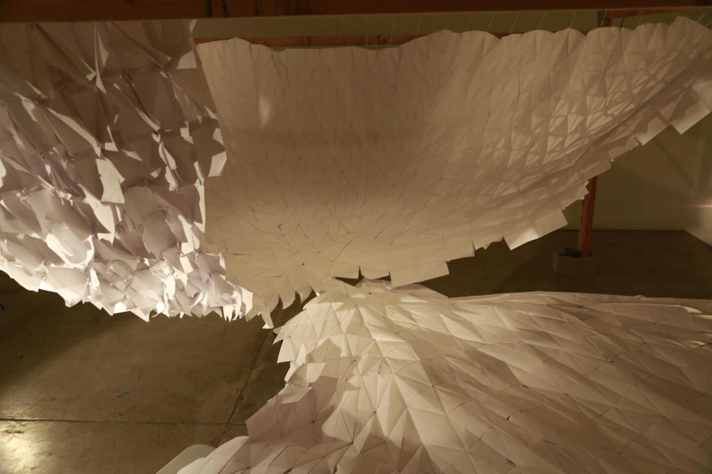 collective_magpie_migration_after_flight_4.jpg