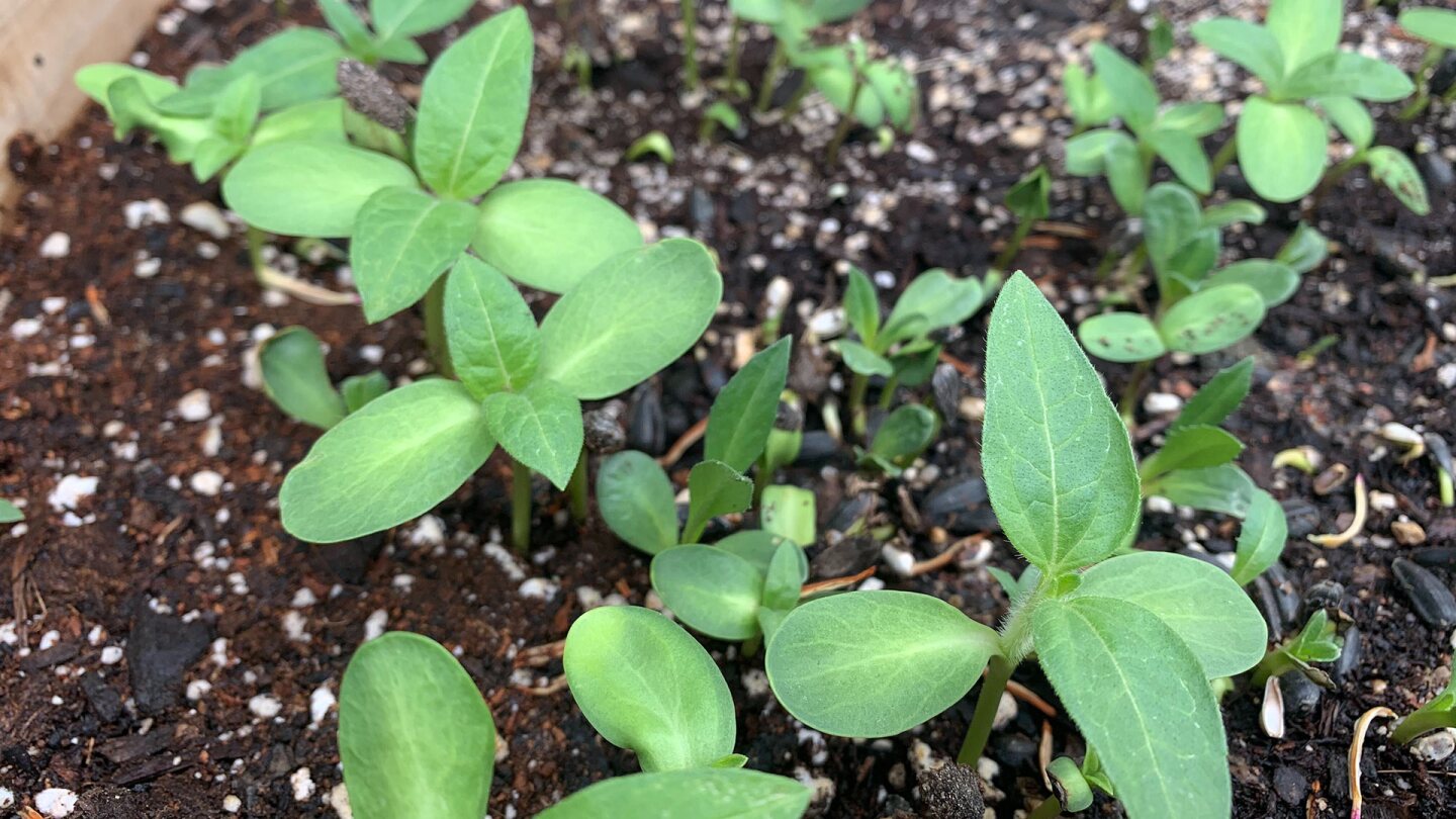 Several small green seedlings