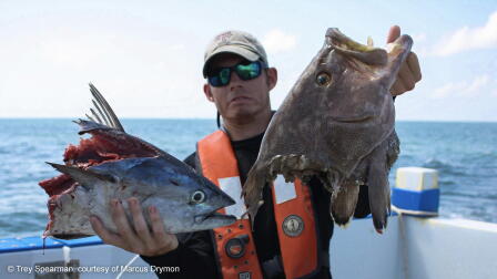 Getting Sharked: Search for Solutions