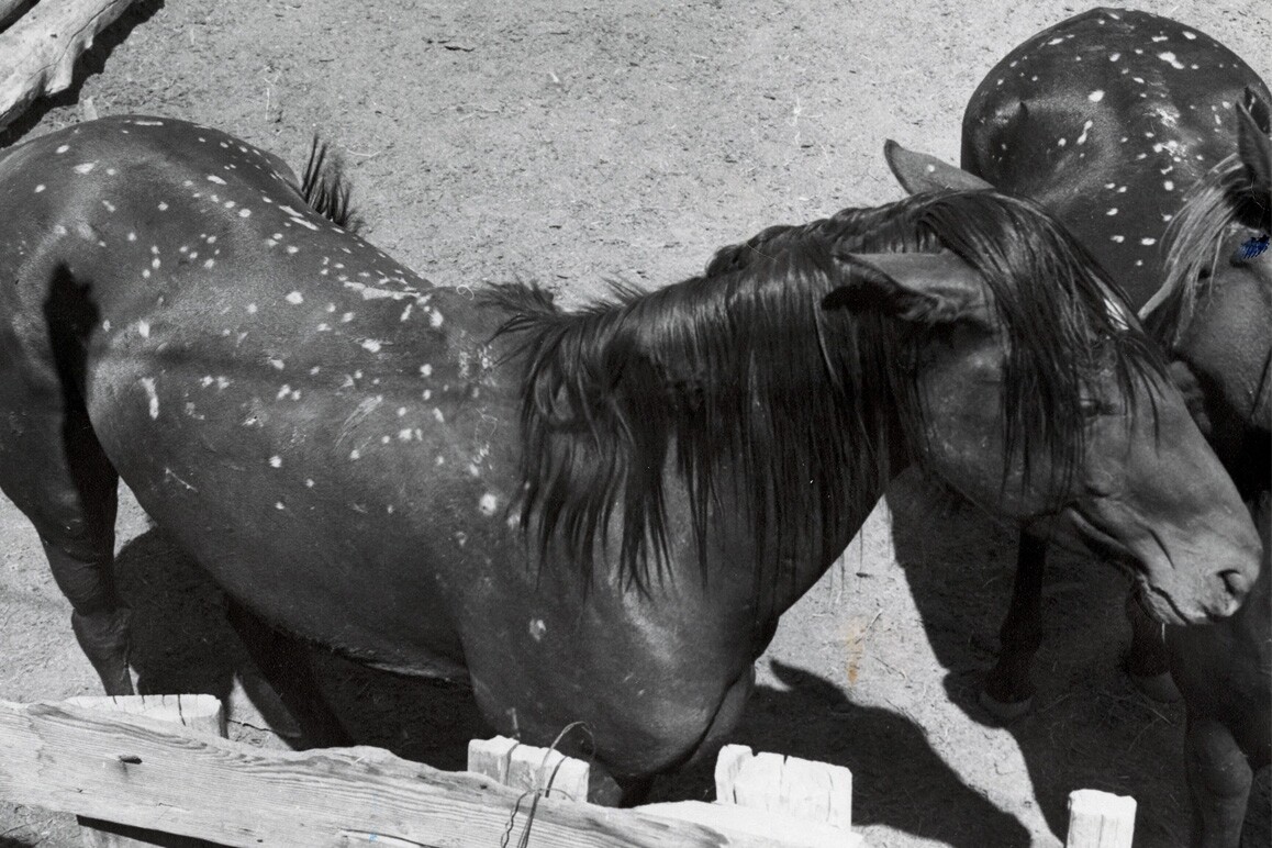 Horses with white spots that are known to be nuclear burns.