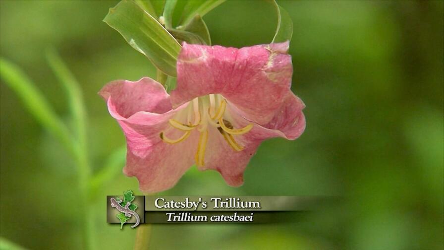 Rediscovering Catesby’s Carolina Part 1