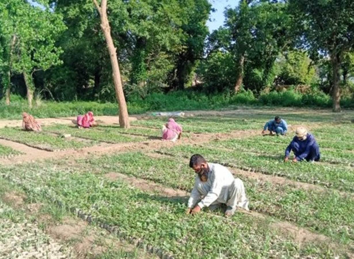 People care for saplings. | Credit: Shahid Rashid Awan, Project Director (Punjab) TBTTP