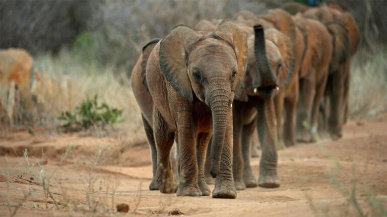 Behind the Scenes of a Historic Elephant Release