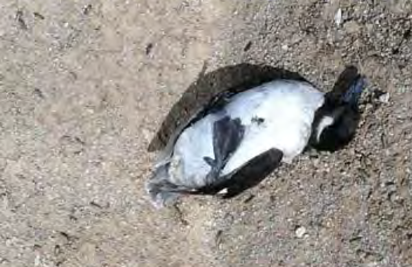 bufflehead-7-17-13-thumb-600x389-55769