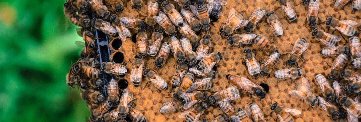 L.A. Beekeeping