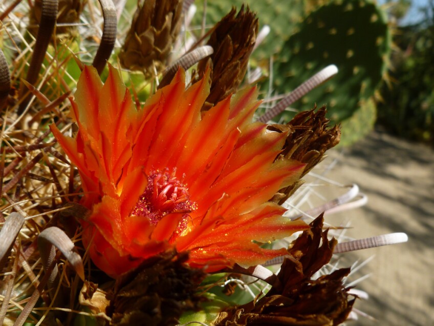 Moorten Botanical Garden