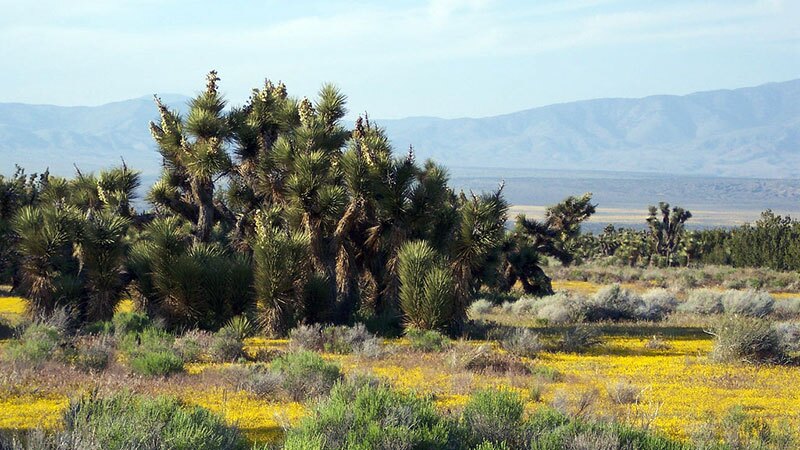 Arthur Ripley Desert Woodland State Park