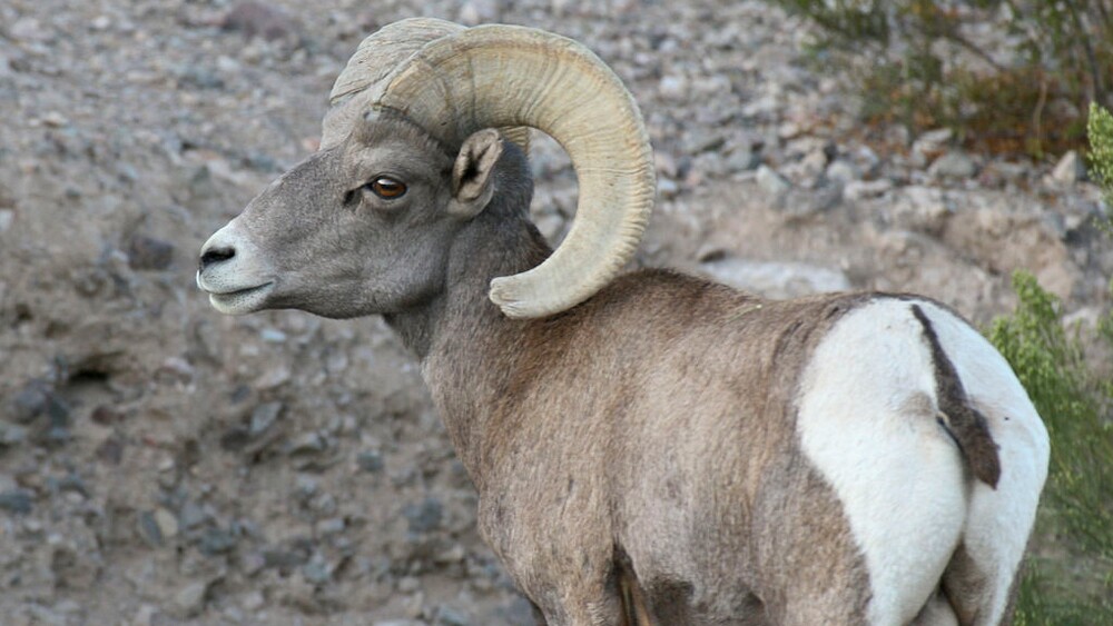 Desert bighorn sheep | Photo: David Lamfrom