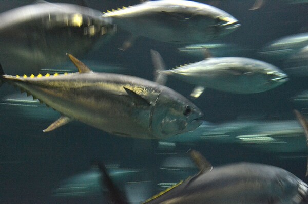 pacific-bluefin-7-23-14-thumb-600x399-78027