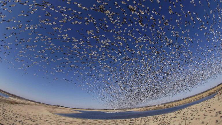 Earthflight, A Nature Special Presentation - Preview