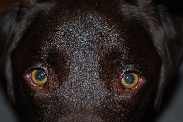 dog-eyes-10-23-12