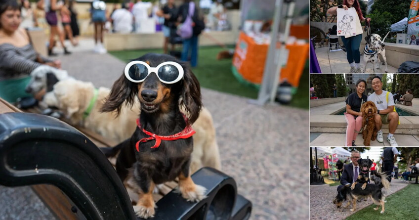 18th Annual DTLA Dog Day, collage of pictures of dogs out and about with their owners. dog wearing sunglasses front and center 