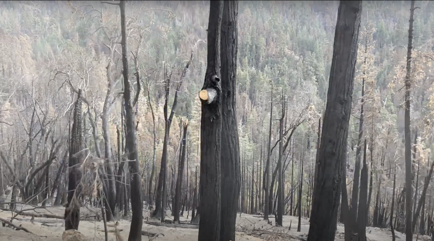 A forest of burned tree trunks in the aftermath of a wildfire on Tule River Tribe land