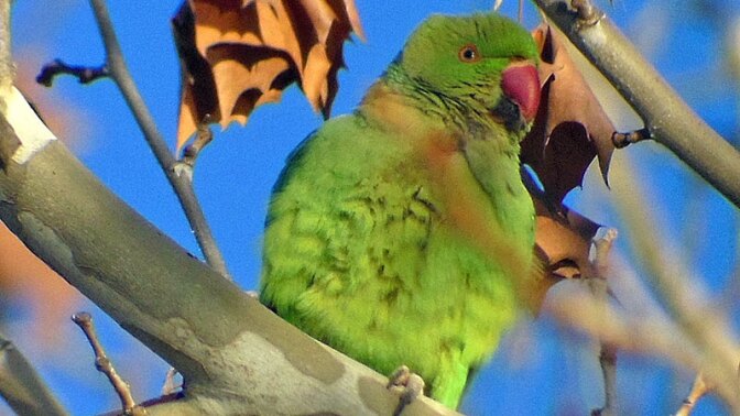 A rose-ringed parakeet in a park in Kern County | Photo: Ken Schneider, some rights reserved